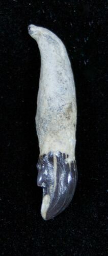 Fossil Porpoise Tooth - Lee Creek Mine #3467